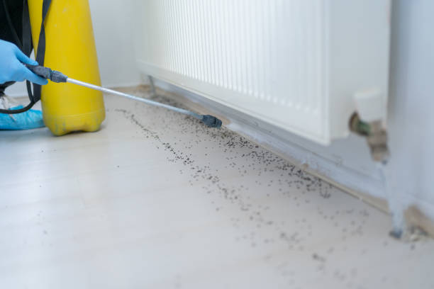 Reliable Hiawatha, KS Pest Control Solutions