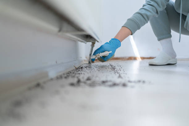 Best Local Pest Control Services  in Hiawatha, KS